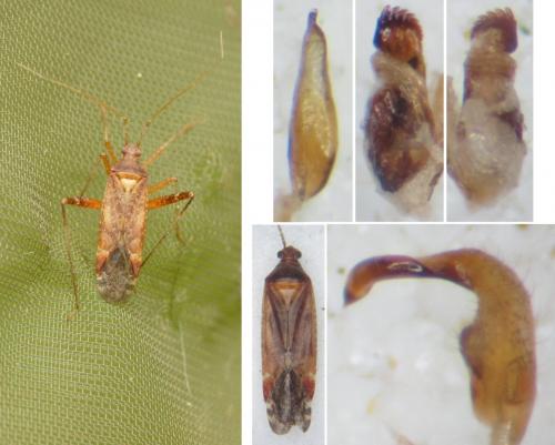 Réf. 262 306 : Phytocoris ulmi